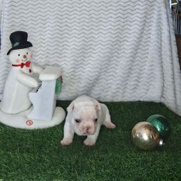 Missy - White and fawn female French Bulldog puppy in Cañon City, Colorado from Terri Geiser-Gilchrist