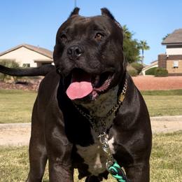 Shego - American Bully
