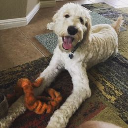 Labradoodle All Grown Up from Faulkner Doodles