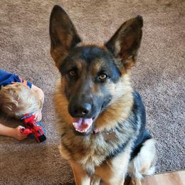 Kona - German Shepherd