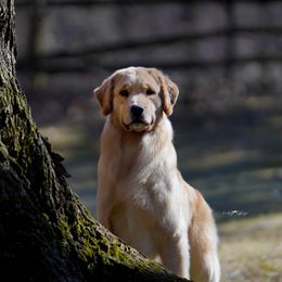 Golden Retrievers and Shih Tzus from The Ohana Paws