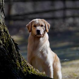 Golden Retrievers and Shih Tzus from The Ohana Paws