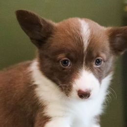 Hazel - Liver and white female American Corgi puppy in Plains, Montana from Diamond Corgis