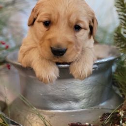 Golden Retriever Puppies from Loeffelholz Family Golden Retrievers