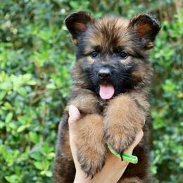 Kermit - Sable male German Shepherd puppy in Canton, Texas from WILDWOOD GERMAN SHEPHERDS