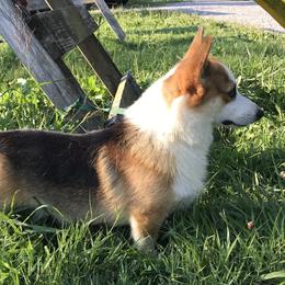 Tanner - Pembroke Welsh Corgi