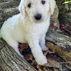 Labradoodle Puppies from Red Dirt Doodles
