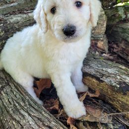 Labradoodle Puppies from Red Dirt Doodles