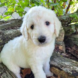 Labradoodle Puppies from Red Dirt Doodles