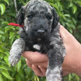 Morel - Brindle male Poodle puppy in Arroyo Grande, California from Ever So Clever Poodles