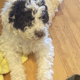 Boy 1 - Lagotto Romagnolo puppy in Lynden, Washington from Northwest Lagotto