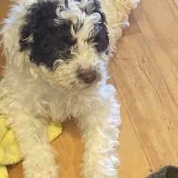 Boy 1 - Lagotto Romagnolo puppy in Lynden, Washington from Northwest Lagotto