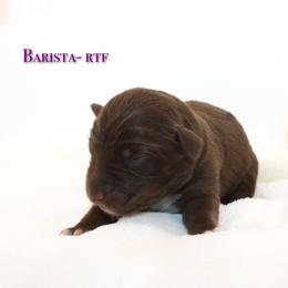 Barista - Red tri-color female Australian Shepherd puppy in Coldwater, Michigan from Northern Star Australian Shepherds