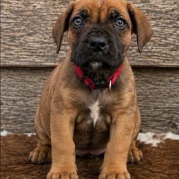 Red - Brown male Boerboel puppy in Laramie, Wyoming from Standing Stone Boerboels