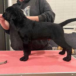 Silver boy - Black male Labrador Retriever puppy in Menifee, California from The Golden Leash Kennels