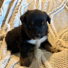 Memphis - Black tri male Toy Australian Shepherd puppy in Union Grove, North Carolina from Grove Farm