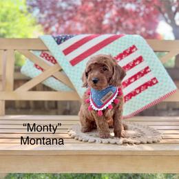 Montana - Red  male Goldendoodle puppy in Springville, Utah from JW Doodles
