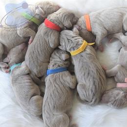 Weimaraner puppies from Silvr Galaxy Weimaraners