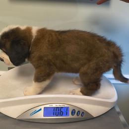 Luna - Brown and white female Saint Bernard puppy in Clover, South Carolina from Sweetest Saints