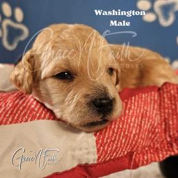 Washington - Apricot male Goldendoodle puppy in Peyton, Colorado from Grace N Faith Doodles