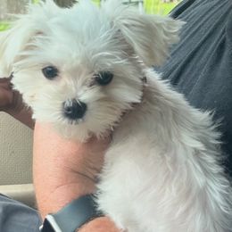 Maltese Girl1 - White female Maltese puppy in Summerville, South Carolina from Creel's Yorkies