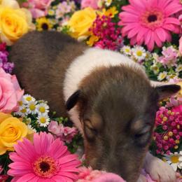 Olivia - Sable and white female Collie puppy in Carencro, Louisiana from Cajun Bayou's Collies LLC