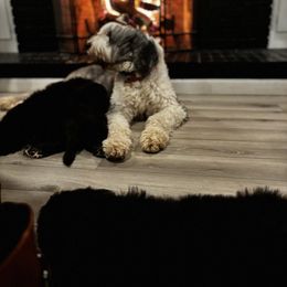 Old English Sheepdog, Poodle, and Sheepadoodle Puppies from Love Tallulah Sheepadoodles LLC