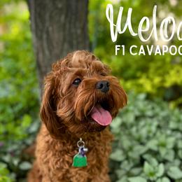 Melody - Cavapoo