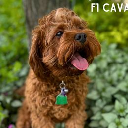 Melody - Cavapoo