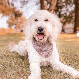 Abbie - Goldendoodle
