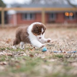 Australian Shepherd Puppies from Skyborne Australian Shepherds