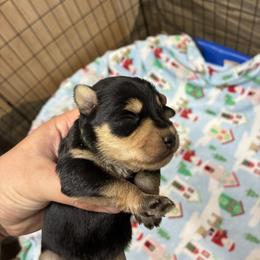 Green - Black and silver female Miniature Schnauzer puppy in Sparta, North Carolina from New River Miniature Schnauzers