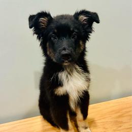 AKC Freedom - Black tri-color male Australian Shepherd puppy in Tallapoosa, Georgia from Foxhaven Farms Aussies