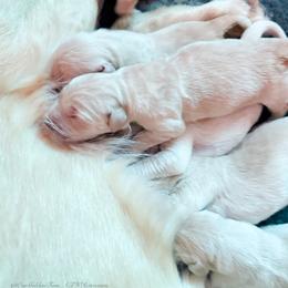 Girl Reservation 5 - Golden female Golden Retriever puppy in Murfreesboro, Tennessee from ATW Retrievers