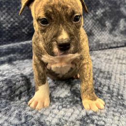 Fawn Brindle Male 3 - Fawn brindle male American Pit Bull Terrier puppy in Nine Mile Falls, Washington from Bartin Kennels