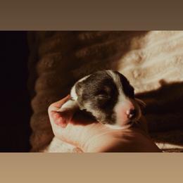 Casper - Black and tan male Pembroke Welsh Corgi puppy in La Porte City, Iowa from Cedar River Corgis