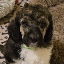 Sol - Parti Poodle puppy in Nottingham, Maryland from A & A Pinedale Standard Poodles