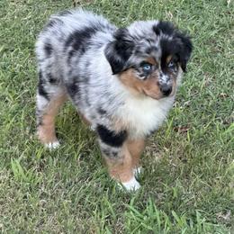 Abilene - Blue merle female Australian Shepherd puppy in Olivehurst, California from Double M Aussies