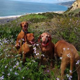 Vizsla All Grown Up from Betty's Vizslas