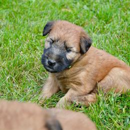 Ash - Wheaten male Soft Coated Wheaten Terrier puppy in Kirksville, Missouri from Ironwood Ridge Kennels