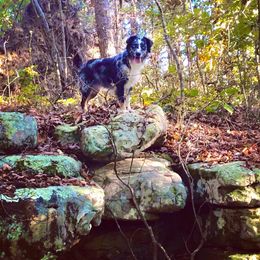 Australian Shepherds from C&J Australian Shepherds