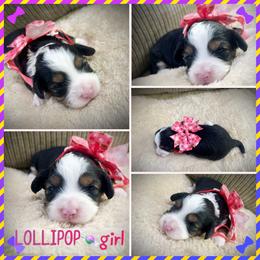 Lollipop - Black tri-color female Aussiedoodle puppy in Houston, Texas from Jomelkin Furry Pals