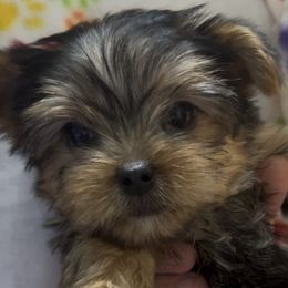 Lavender - Black and tan Yorkshire Terrier puppy in Highland, Arkansas from Gilmore Yorkies