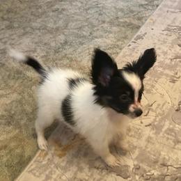 Angel - White black and tan male Papillon puppy in Salina, Utah from Desert Mountain Papillons