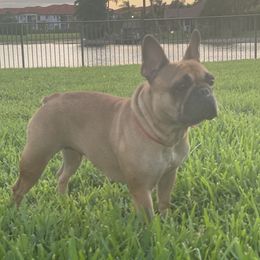 Bella - French Bulldog