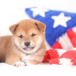 Namiho - Red female Shiba Inu puppy in Neosho, Missouri from Sunny Terrace Shibas