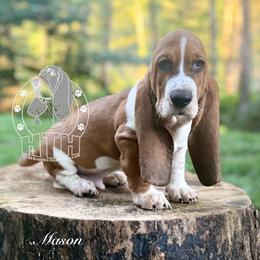 Mason - Mahogany and white male Basset Hound puppy in Dingess, West Virginia from Tuckers' Howling Hounds