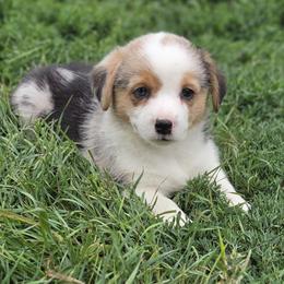 Male 1 - Blue merle and white male American Corgi puppy in Portland, North Dakota from Sliding stop corgis