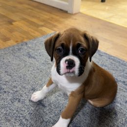 Boxer Puppies from East River Boxers