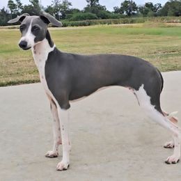 Marchwind Candy Sprinkles - White and blue female Italian Greyhound puppy in Cadwell, Georgia from All The DoDa Day Italian Greyhounds